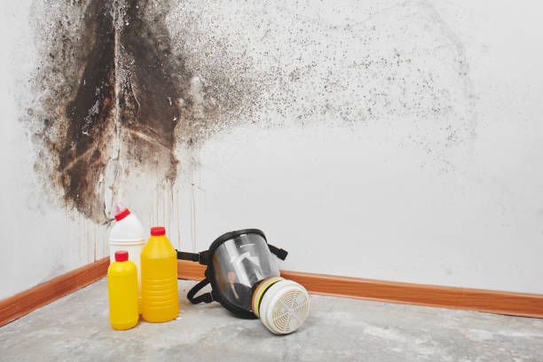 Best Black Mold Removal  in Trappe, MD