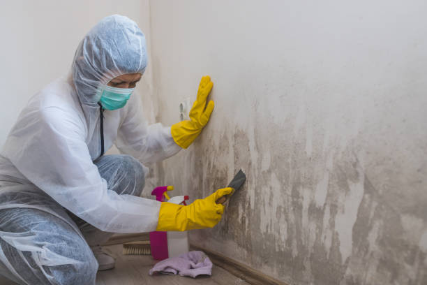 Best Best Mold Removal Companies  in Trappe, MD