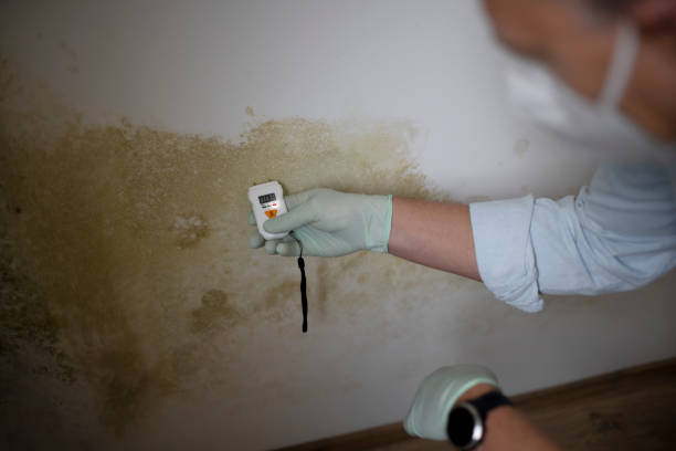 Best Professional Mold Removal  in Trappe, MD