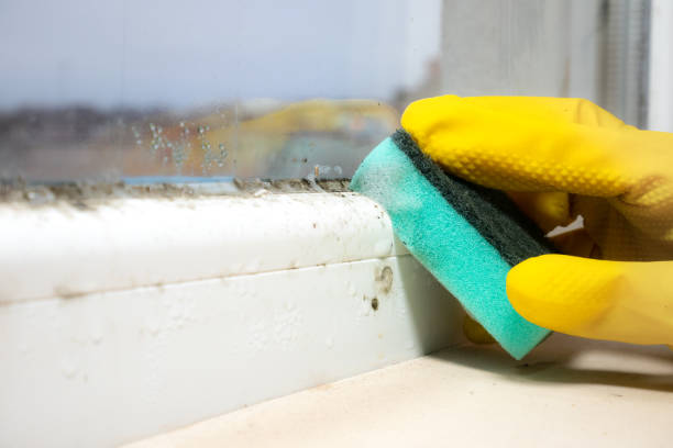 Best Attic Mold Removal  in Trappe, MD