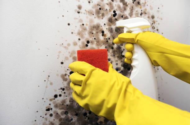 Best Fast Mold Removal  in Trappe, MD